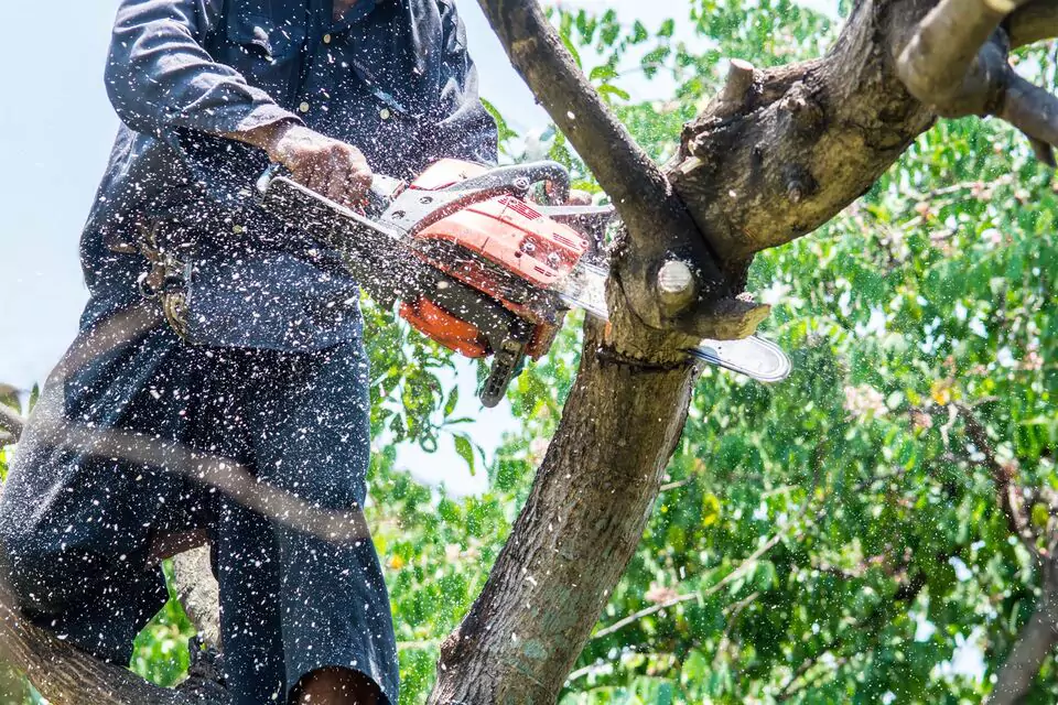 Abattage d’arbres à Bourg-en-Bresse : Pourquoi confier cette tâche à un spécialiste ?